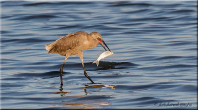 reddish egret