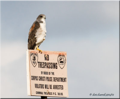 white-tailed hawk