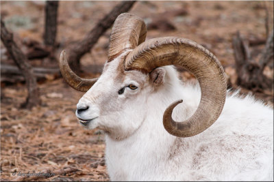 big-horned sheep