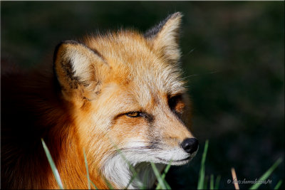 red fox