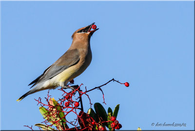 'wonderful berries'