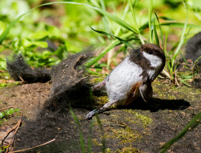 Chestnut-backed Chickadee getting nesting material #2.jpg