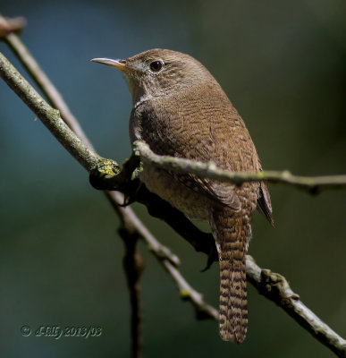 House Wren.jpg