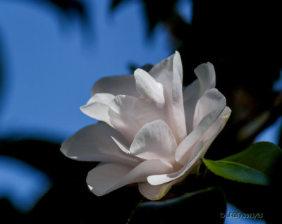 tinted Camellia.jpg