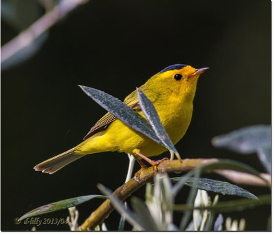 Wilson's Warbler.jpg