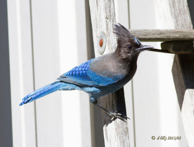 Steller Jay.jpg
