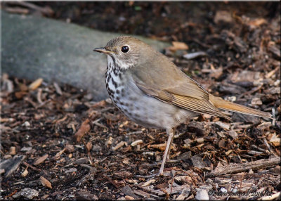 Hermit Thrush.jpg