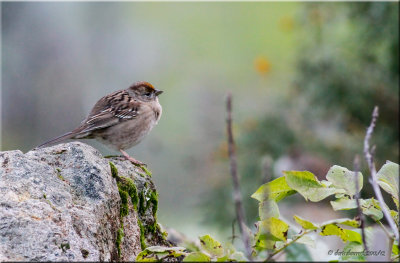 Golden-crowned Sparrow.jpg