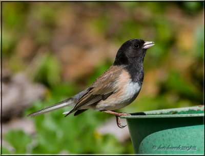 Dark-eyed Junco.jpg