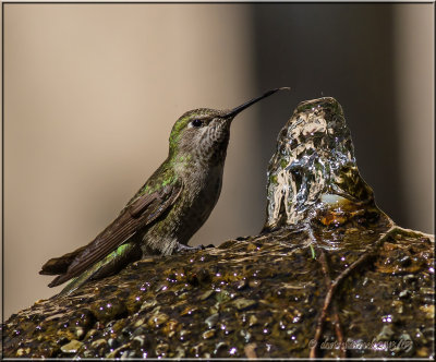 Anna's Hummingbird at fountain.jpg