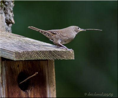 House Wren with nesting material.jpg