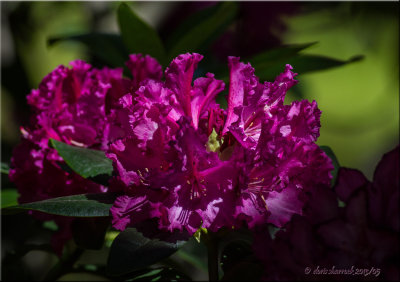 Rododendrun purple.jpg