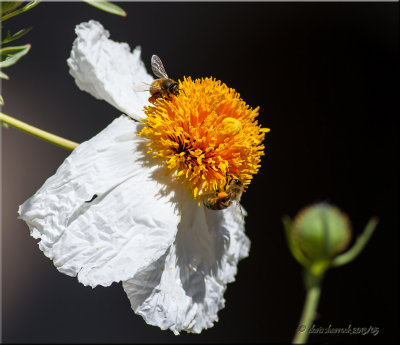 Krinkled White.jpg