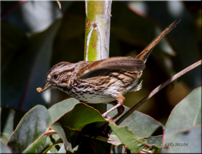 Song Sparrow with bug