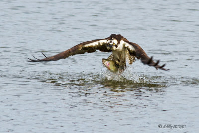Osprey with trout - 1