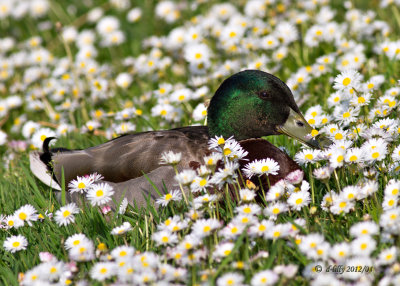 sometimes you just have to stop and smell the daisys, Mallard