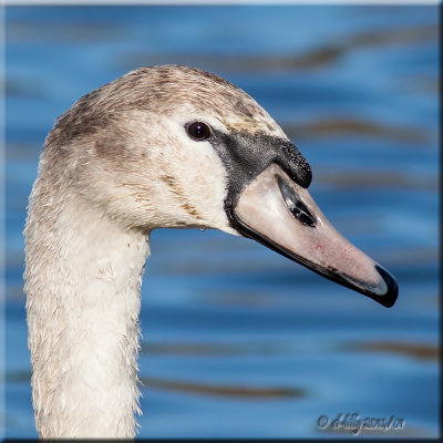 young Mute Swan
