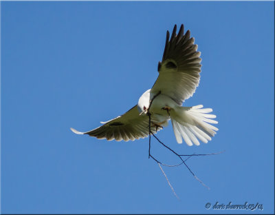 White-tailed Kites with nesting material