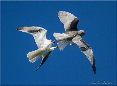 White-tailed Kites breeding display