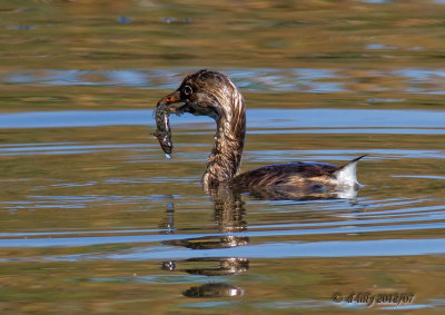Pied-billed Grebe with fish
