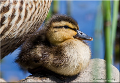 Mallard Duckling with mom