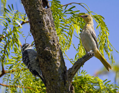 Nuttal's Woodpecker and Hooded Oriole