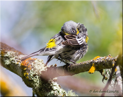 Yellow-rumped Warbler