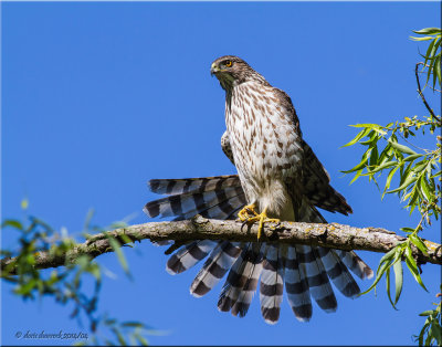 Cooper's Hawk - juvenile