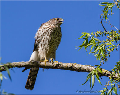 Coopers Hawk