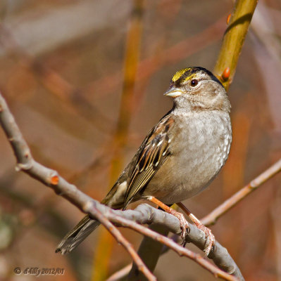 Golden-crowned Sparrow.jpg