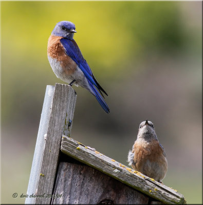 Western Bluebirds staking out new bluebird nesting box