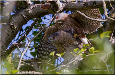Coopers Hawks, mating