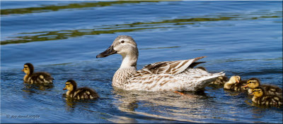 Mallard Duck with ducklings