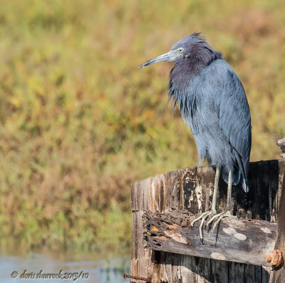 'little blue'