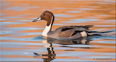 Northern Pintail