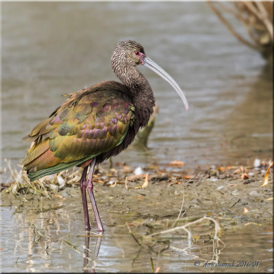 White-faced Ibis