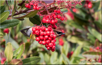 Cedar Waxwing