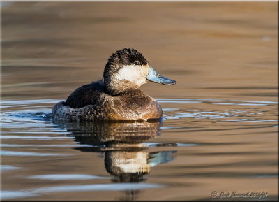 Ruddy Duck