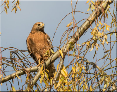 Red-shouldered Hawk