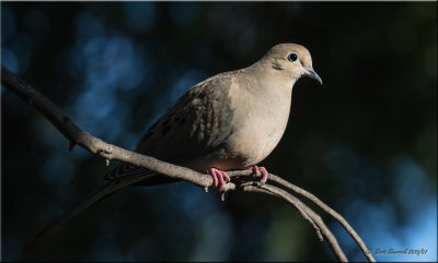 Morning Dove
