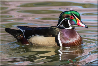 Wood Duck