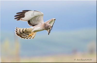 Northern Harrier