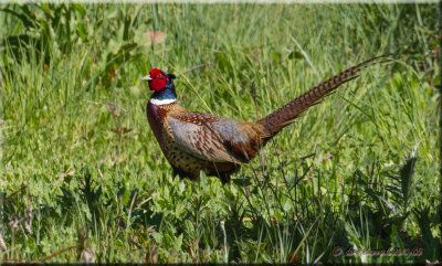 Ring-necked Pheasant