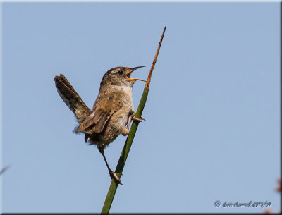 Marsh Wren