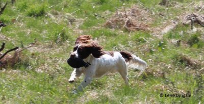 Scurry