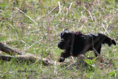 Scurry