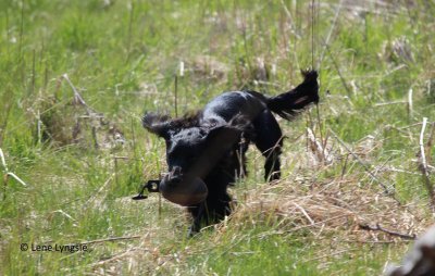 Scurry