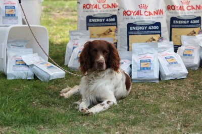 Spanieldag 4 maj 2013