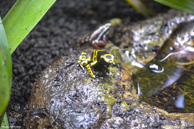 Grenouille jaune-noir aquarium LISBOA