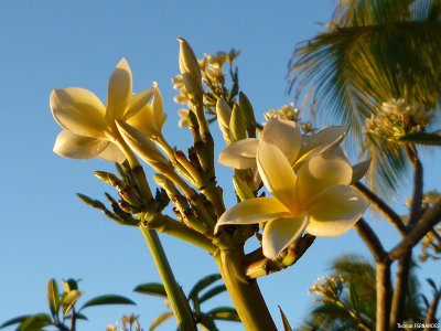 Fleurs de Tiare - ILE MAURICE